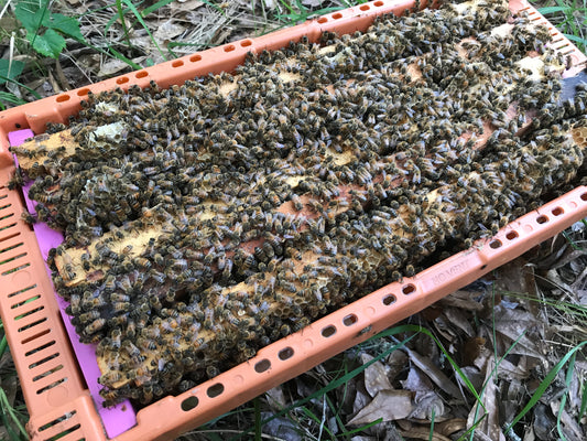 2025 Honey Bee Nucleus Colonies- NUC Order